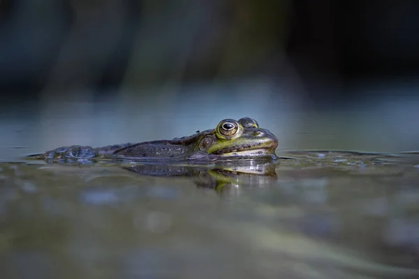 一只青蛙在水里的特写镜头 完美的背景 — 图库照片