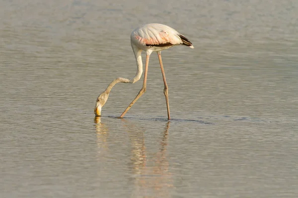 Stunning Shot Beautiful Greater Flamingo Drinking Water — Stock Photo, Image