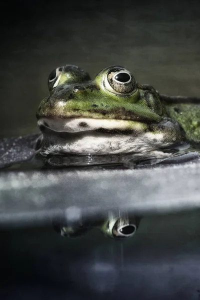 Vertikální Makro Záběr Žáby Vodě Ideální Pro Pozadí — Stock fotografie