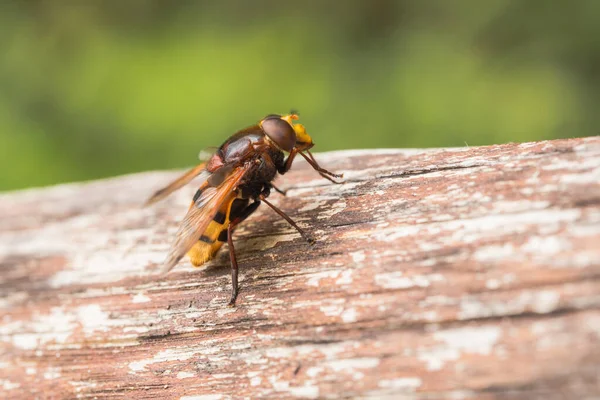 Hornet Imite Hoverfly Volucella Zonaria Une Imitation Batésienne Reposant Sur — Photo