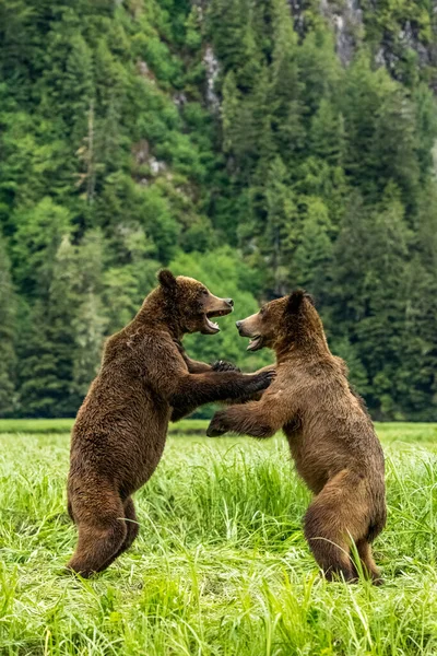 Függőleges Felvétel Grizzly Medvék Játszanak Együtt Khutzeymateen Grizzly Medve Menedék — Stock Fotó
