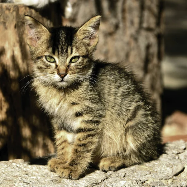 Husdjuret Poserar För Fotografering — Stockfoto