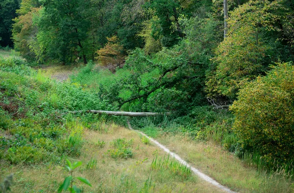 Beautiful View Green Trees Forest — Stock Photo, Image