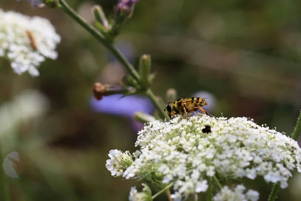 Крупный План Пчелы Собирает Нектар Белых Цветах — стоковое фото