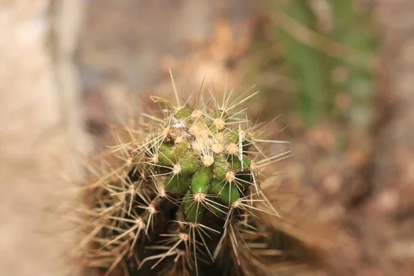 Closeup Shot Prickly Cactus — Stock Photo, Image