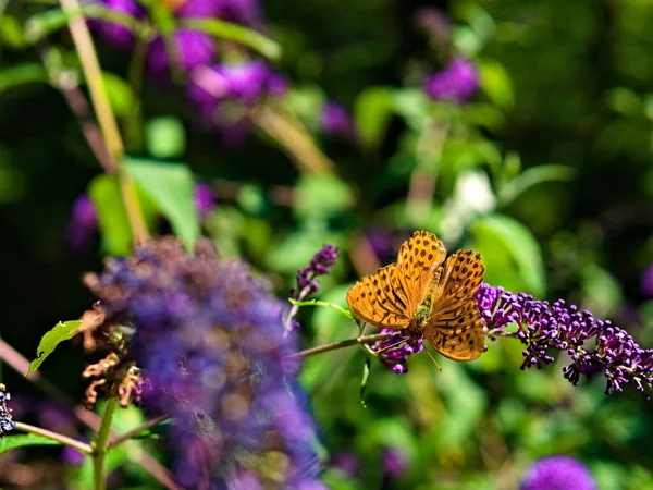 Closeup Great Spangled Fritillary Butterfly Perched Flower — Stock Photo, Image
