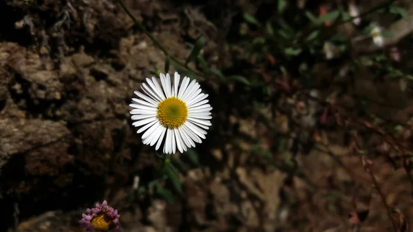 Foco Suave Una Hermosa Flor Margarita Campo — Foto de Stock