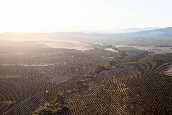 Luchtfoto Van Een Wijngaard Het Platteland Van Andalusië Spanje — Stockfoto