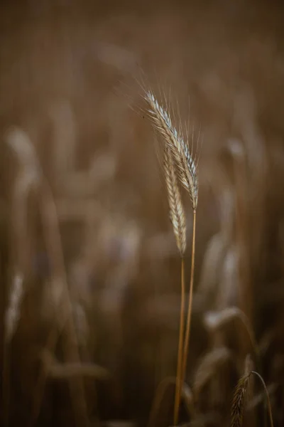 Detailní Záběr Pole Pšenice Tritikale Při Západu Slunce — Stock fotografie