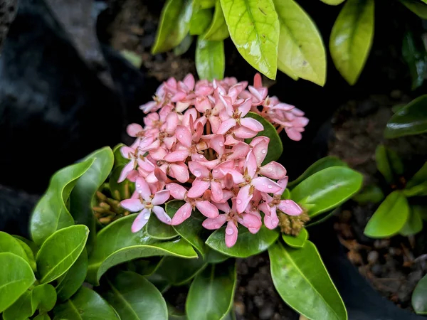 Arka Planda Taze Yeşil Yapraklar Olan Pembe Bir Daphne Nin — Stok fotoğraf