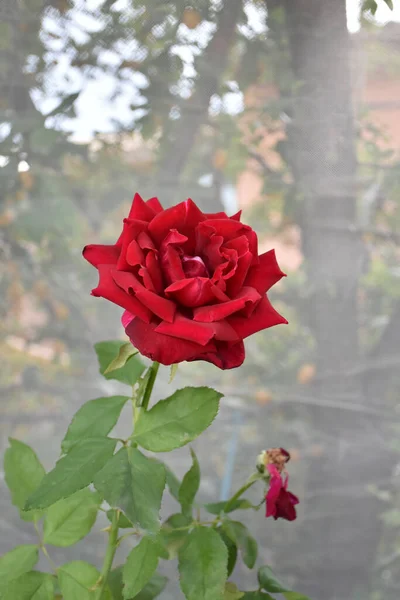 Rote Rose Mit Stiel Und Grünen Blättern Auf Transparentem Netzhintergrund — Stockfoto