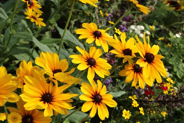 庭の美しい花のクローズアップショット — ストック写真