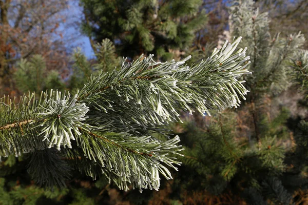 Eine Selektive Fokusaufnahme Von Kiefernzweigen Die Mit Frost Bedeckt Sind — Stockfoto