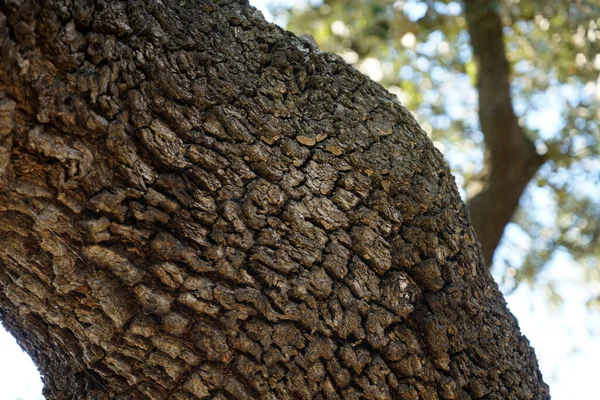 Närbild Bild Träd Bark Struktur — Stockfoto