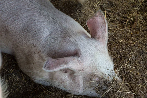 Primer Plano Lindo Cerdo Doméstico Dormido — Foto de Stock