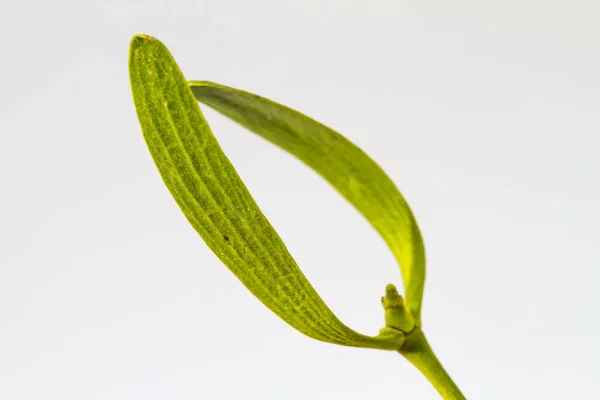 Closeup Mistletoe Isolated White Background — Stock Photo, Image