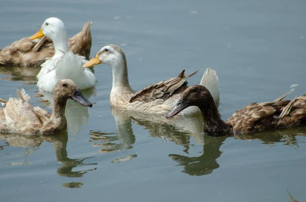 Güzel Mallard Ördeklerini Suya Daldırıyor — Stok fotoğraf