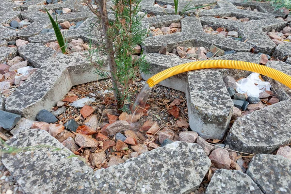 A newly planted small tree watering with a water hose in the street
