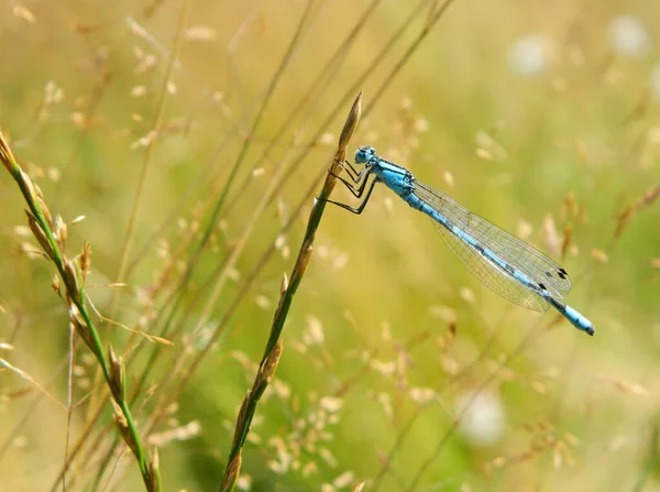 Closeup Shot Dragonfly Grass — Stock Photo, Image