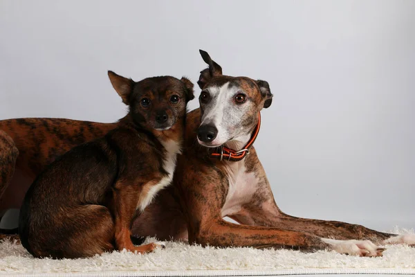 Tiro Close Adorável Marrom Basenji Cães — Fotografia de Stock