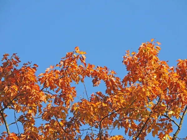 Plan Angle Bas Feuilles Colorées Sur Les Branches Arbres Sous — Photo