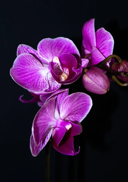 Eine Vertikale Nahaufnahme Schöner Lila Orchideenblumen Auf Schwarzem Hintergrund — Stockfoto