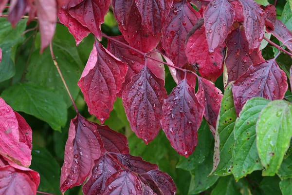 Zbliżenie Ujęcie Parthenocissus Quinquefolia Drzewo Czerwonymi Liśćmi — Zdjęcie stockowe