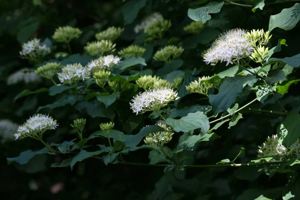 Cornus Kontrovers Blom Arboretumet — Stockfoto