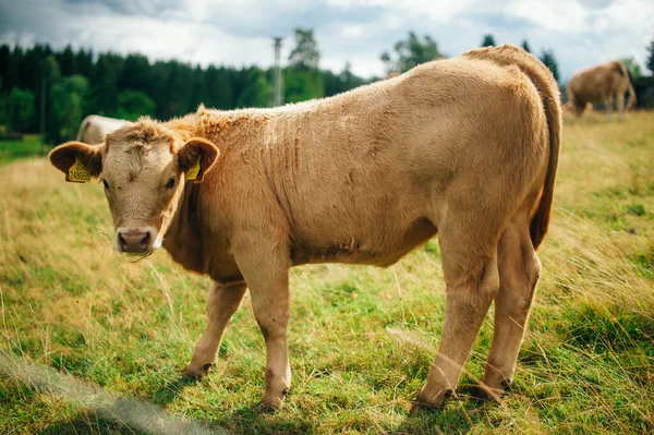 Tiro Perto Uma Vaca Prado Verde Olhando Para Frente Perfeito — Fotografia de Stock