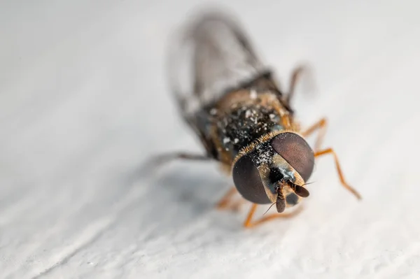 Výběrový Snímek Včely — Stock fotografie