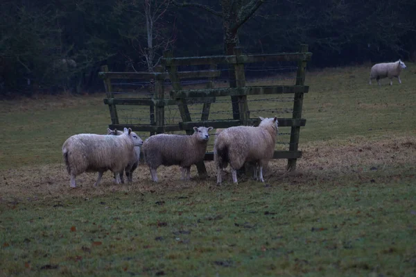 Shot Sheep Farmland — Stock Photo, Image