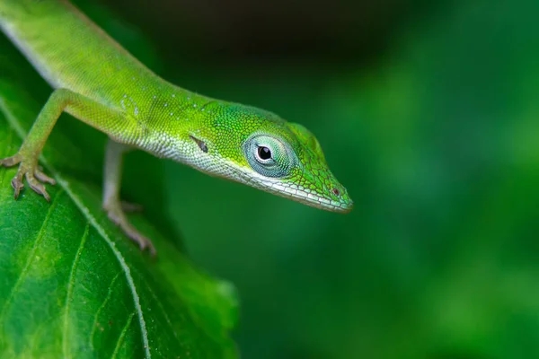 Gros Plan Gecko Vert Sur Une Feuille — Photo