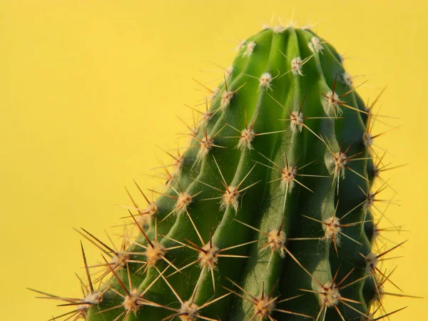 Primer Plano Cactus —  Fotos de Stock