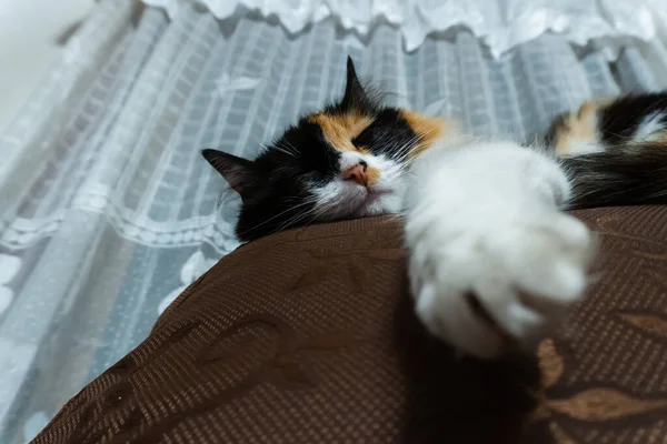 Очаровательный Низкоугольный Снимок Спящей Кошки — стоковое фото