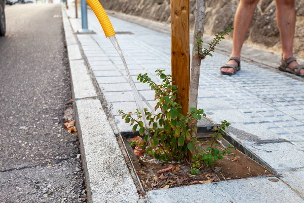 A newly planted small tree watering with a water hose in the street