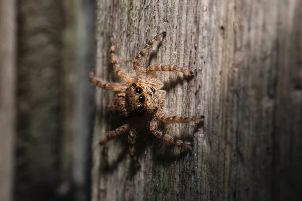 Bulanık Bir Tarantulanın Yakın Çekim Görüntüsü — Stok fotoğraf