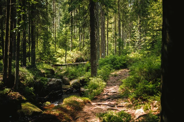 Прекрасний Зелений Ліс Німеччині — стокове фото