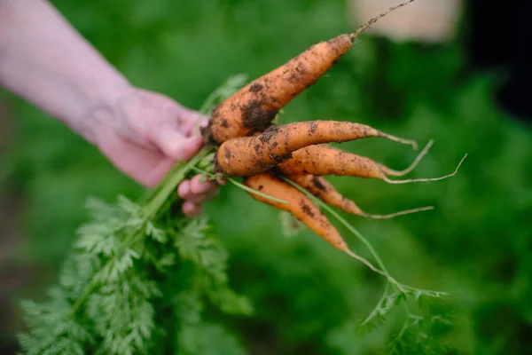 Closeup Shot Freshly Harvested Carrots — Stock Photo, Image