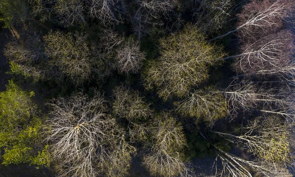 Widok Góry Słoneczny Baldachim Drzew Wczesnej Wiosny Wyłaniających Się Pąków — Zdjęcie stockowe