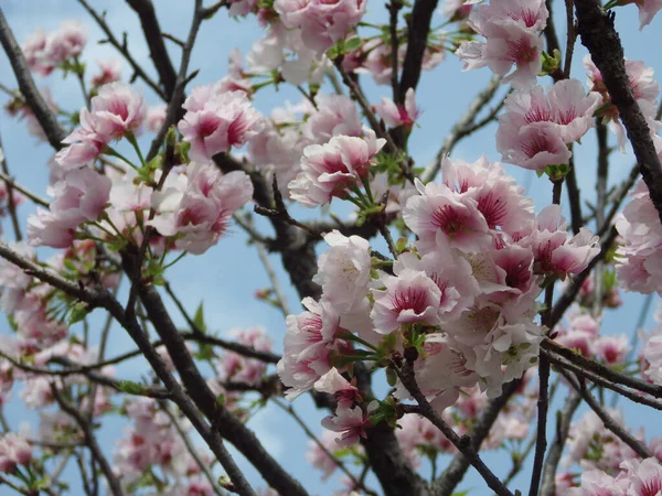 Badem Ağacı Çiçeklerinin Çiçek Açtığı Yakın Plan Bir Fotoğraf — Stok fotoğraf