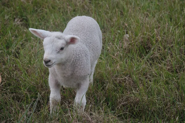 Egy Aranyos Kis Fehér Bárány Fut Füvön — Stock Fotó