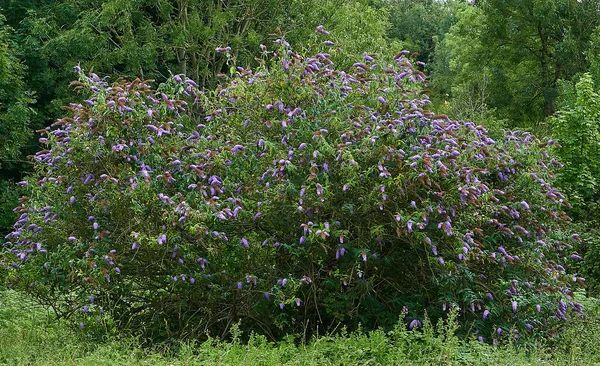 Beautiful Shot Mountain Laurel Flower — Stock Photo, Image