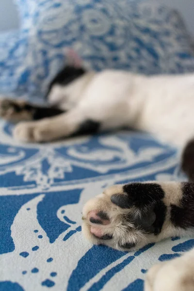 Witte Kat Met Zwarte Vlekken Die Het Bed Slapen — Stockfoto