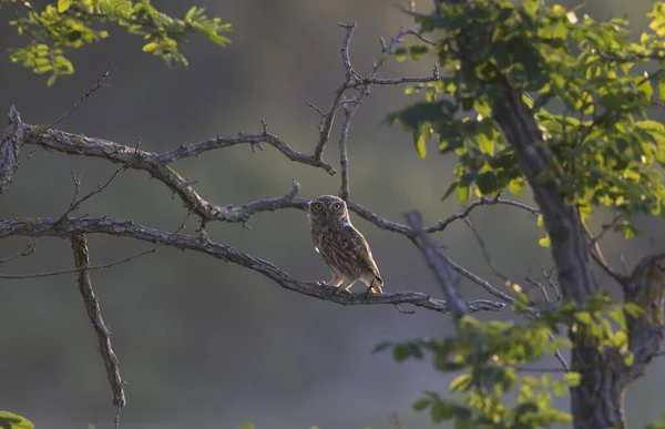 Closeup Shot Little Owl Perched Tree Branch — Stock Photo, Image