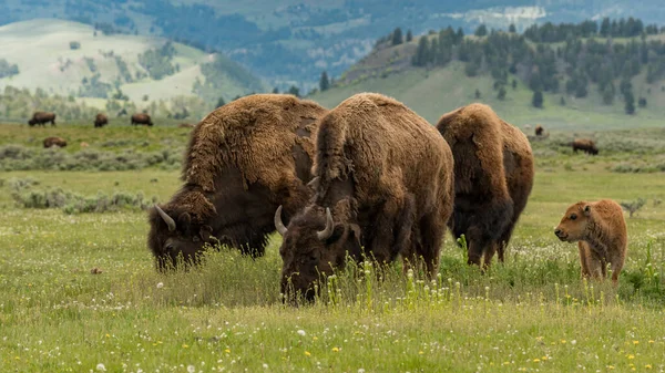 Close Bisões Pastando Parque Nacional Yellowstone Nos Eua — Fotografia de Stock