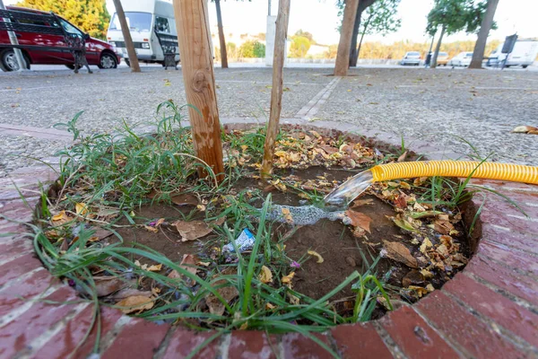 A newly planted small tree watering with a water hose in the street