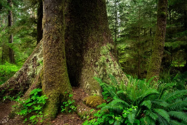 Carmanah Walbran Provincial Park Covered Greenery Sunlight Canada — Stock Photo, Image