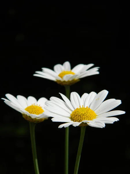 Vertical Shot Chamomiles — Stock Photo, Image