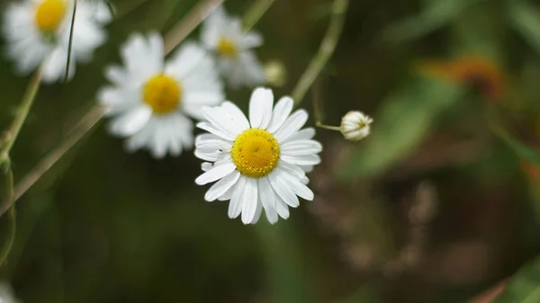 Closeup Shot Daisies Blurred Background — Stock Photo, Image