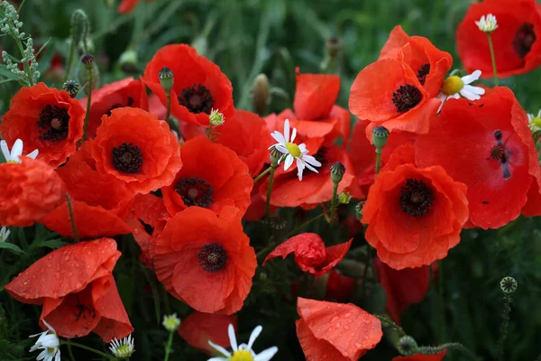 Gros Plan Fleur Rouge Sur Jardin Avec Fond Flou — Photo